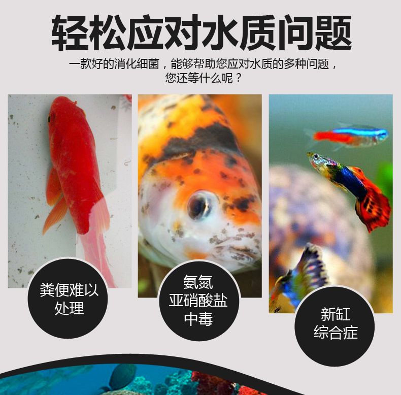 魚(yú)缸養(yǎng)魚(yú)文案（魚(yú)缸養(yǎng)魚(yú)） 魚(yú)缸百科 第2張