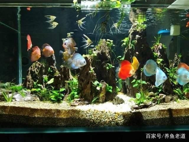 熱帶魚魚缸造景圖片大全（熱帶魚魚缸造景圖片大全,） 魚缸百科 第1張