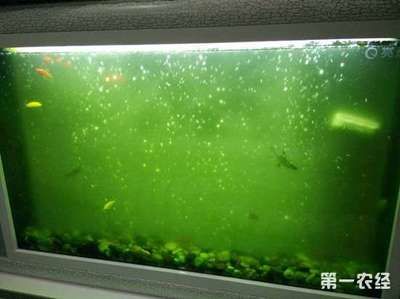 魚缸里長綠藻說明什么（魚缸里長綠藻說明什么，） 魚缸百科 第4張