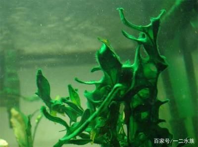 魚缸里長綠藻說明什么（魚缸里長綠藻說明什么，） 魚缸百科 第5張