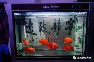 魚缸水泛綠怎么辦（水泛綠怎么辦魚缸水泛綠怎么辦） 魚缸百科 第4張