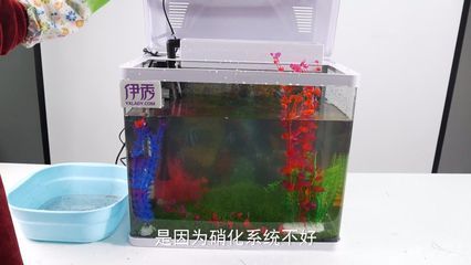 魚缸里長綠藻是什么原因（魚缸里長綠藻怎么辦） 魚缸百科 第5張