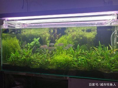 魚缸增氧泵一天開多長時(shí)間晚上可以關(guān)嗎（魚缸增氧泵一天開多長時(shí)間開多長時(shí)間晚上可以關(guān)嗎） 魚缸百科 第5張