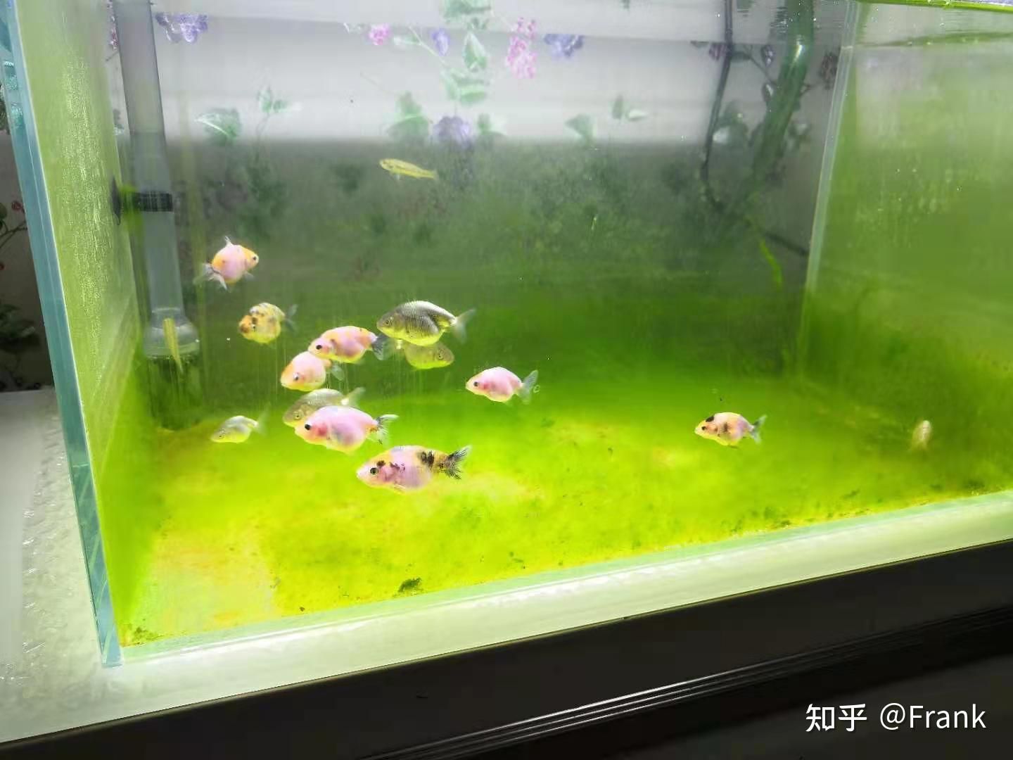 魚缸長了綠藻怎么辦（魚缸長了綠藻怎么辦魚缸長了綠藻怎么辦）