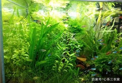 魚缸長了綠藻怎么辦（魚缸長了綠藻怎么辦魚缸長了綠藻怎么辦）