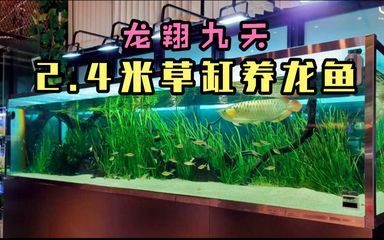 龍魚缸造景底沙怎么選擇（龍魚缸造景底沙怎么選）