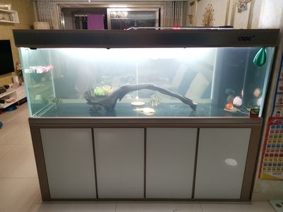 彩蝶魚缸官方旗艦店50缸（彩蝶魚缸官方旗艦店50缸的信息） 魚缸百科 第4張