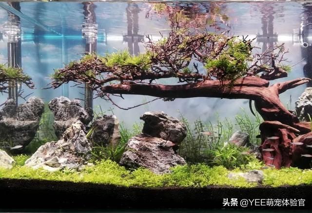 魚缸怎么清除綠藻（如何清除魚缸中的綠藻） 魚缸百科 第5張