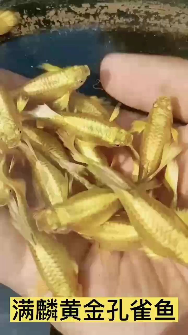 金屬孔雀魚（滿鱗黃金孔雀魚） 觀賞魚論壇