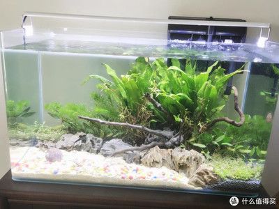 魚缸造景圖片大全集（魚缸造景圖片大全） 魚缸百科 第4張