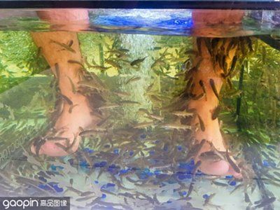 魚缸需多久換水（魚缸換水的頻率取決于多種因素，） 魚缸百科 第4張