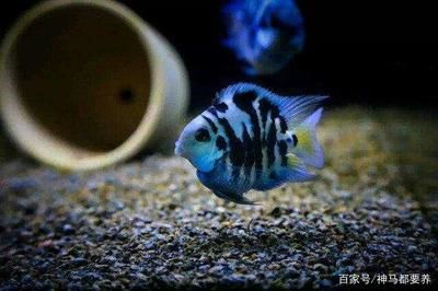 觀賞魚缸水不清怎么辦（觀賞魚缸水不清怎么辦,） 魚缸百科 第4張