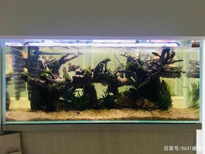 魚缸造景制作方法 魚缸百科 第4張