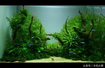 魚缸造景制作方法 魚缸百科 第5張