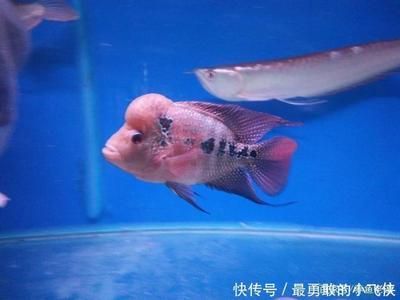 魚缸需要徹底換水嗎（魚缸需要徹底換水嗎魚缸是否需要徹底換水取決于多種因素） 魚缸百科 第4張