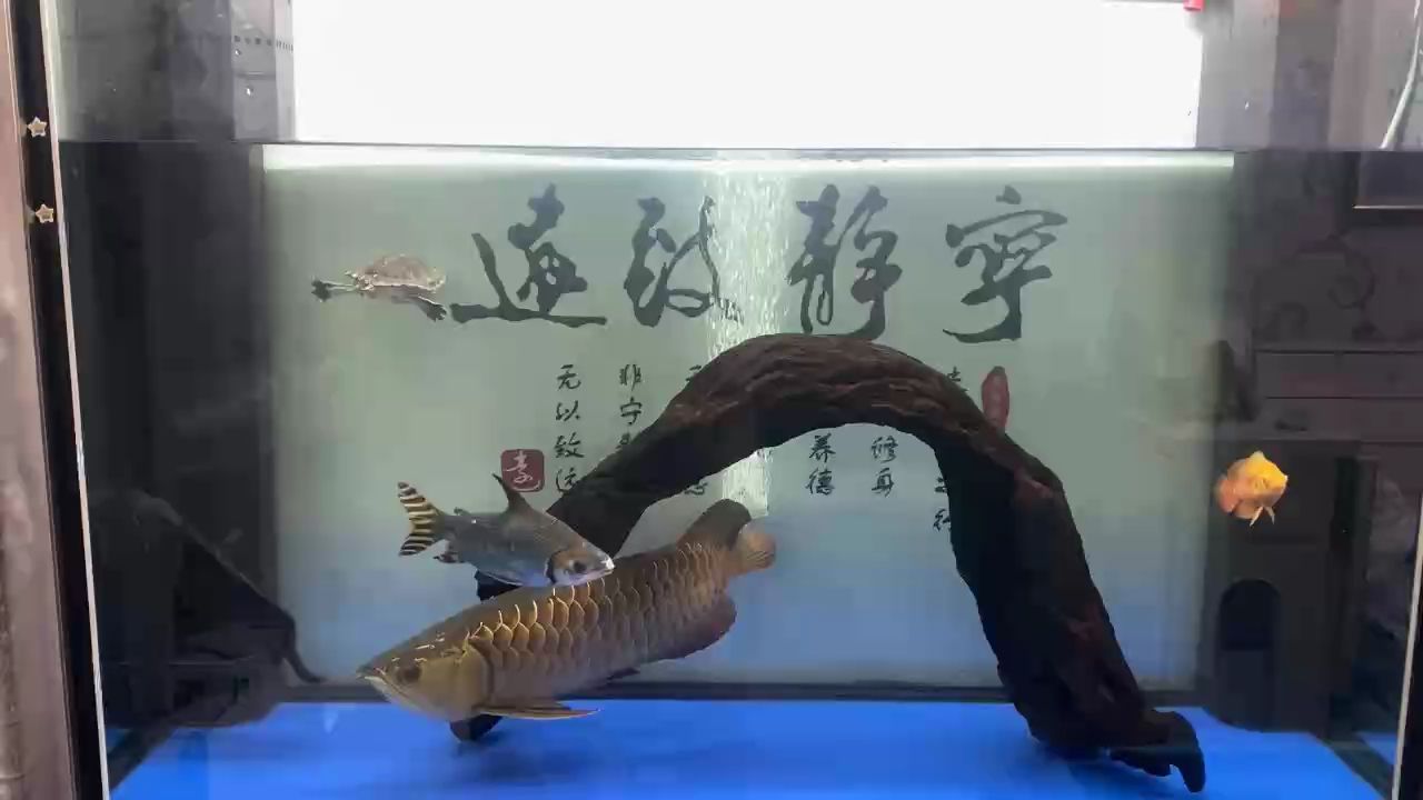 龍魚狀態(tài)不好，食欲不振、趴窩（養(yǎng)了一個多月的小貓咪）