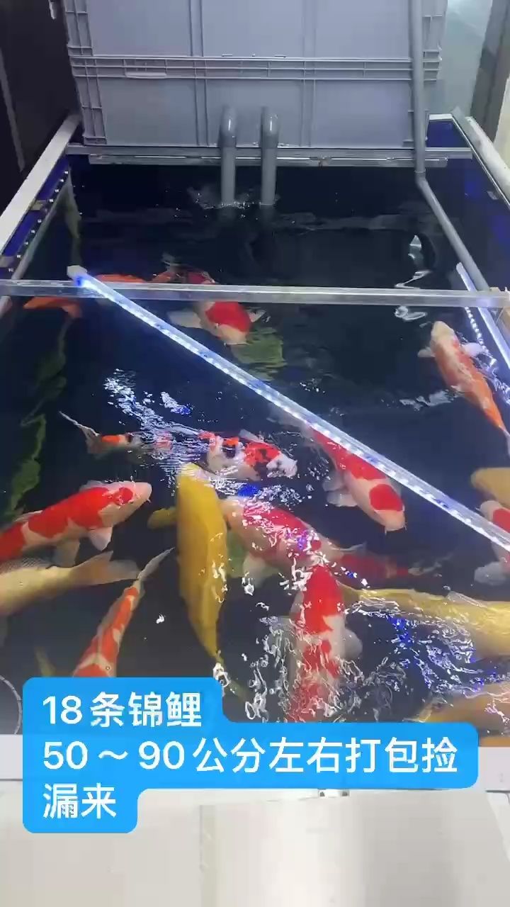 趕緊撿漏來（地板觀魚,流星留下回憶）