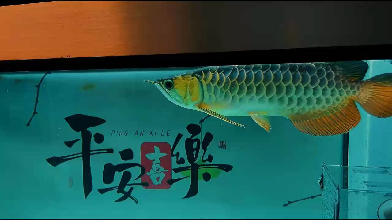 （宇哥6519評論：了嗎,你當(dāng)我是魚評論）