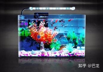 桌面魚缸 知乎 魚缸百科 第2張