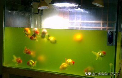 魚缸幾天換水好