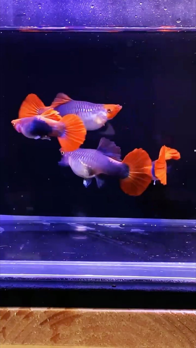 耐看孔雀魚