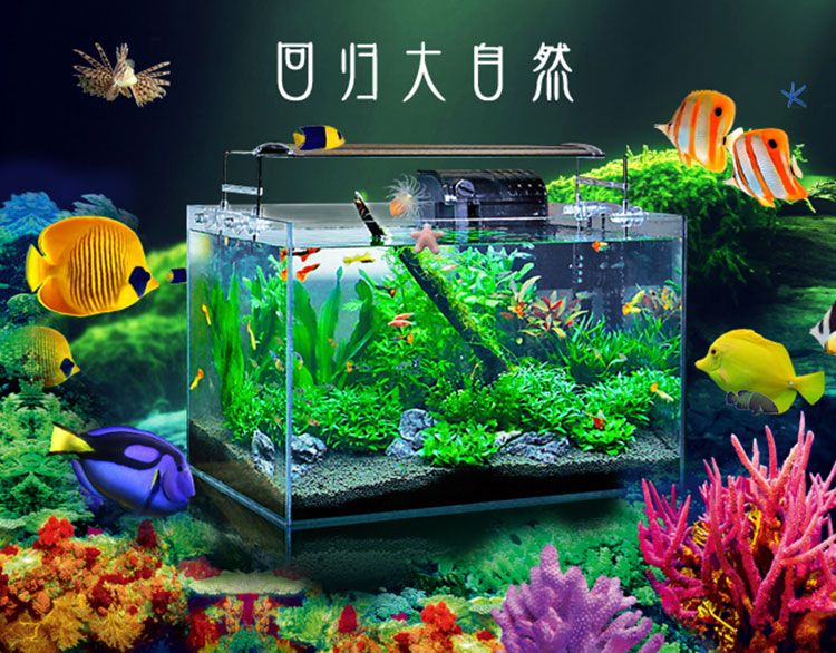 熱帶魚的魚缸 魚缸百科 第1張