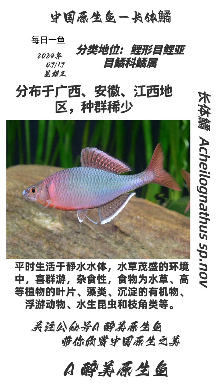 長體鱊 觀賞魚論壇