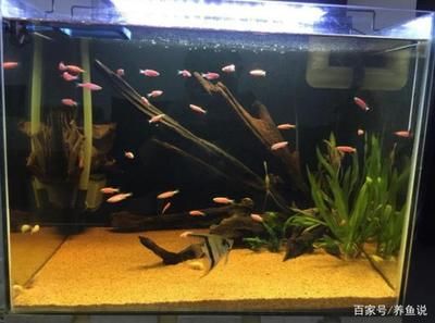 魚缸去黃水小竅門 魚缸百科 第1張