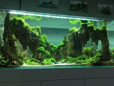 魚缸造景效果圖100例（“魚缸造景效果圖100例”魚缸造景效果圖100例）