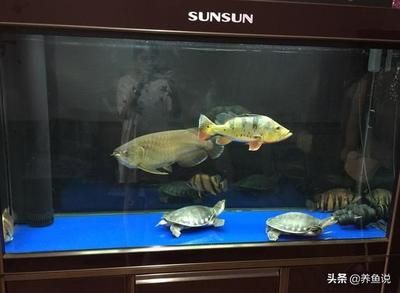 魚缸水發(fā)渾怎么回事（魚缸水發(fā)渾怎么回事魚缸水發(fā)渾怎么回事）