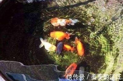 魚缸好與壞的區(qū)別圖片（關于魚缸好壞的區(qū)別，主要從以下幾個方面進行分析：） 魚缸百科 第4張