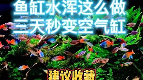 魚缸里水渾怎么回事（魚缸里水渾怎么辦） 魚缸百科 第4張