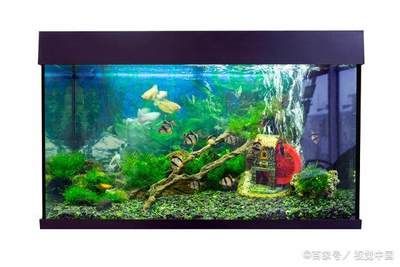 土霉素放魚缸多久換水（使用土霉素治療魚缸中的疾病時(shí)，換水的時(shí)間和頻率需要根據(jù)情況靈活調(diào)整） 魚缸百科 第4張