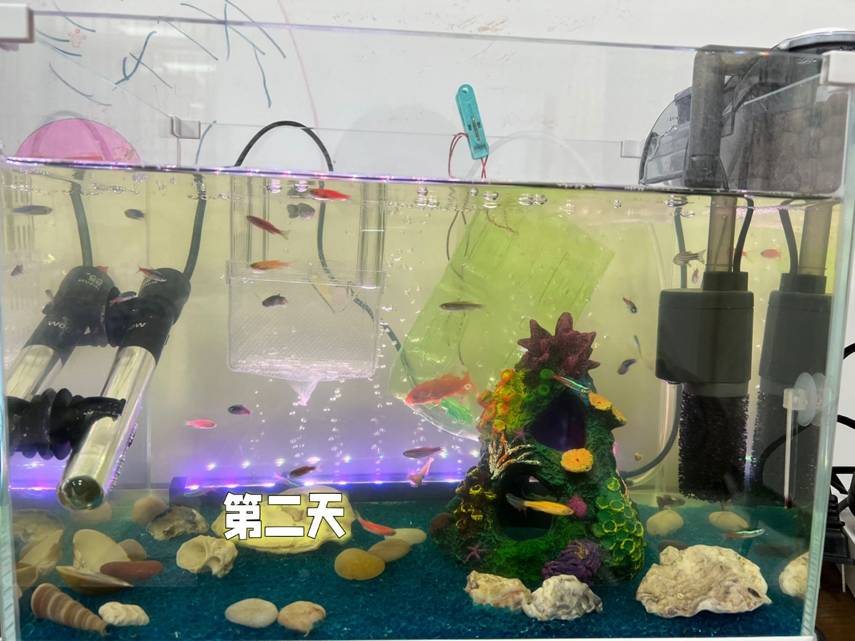 土霉素放魚缸多久換水（使用土霉素治療魚缸中的疾病時(shí)，換水的時(shí)間和頻率需要根據(jù)情況靈活調(diào)整） 魚缸百科 第3張