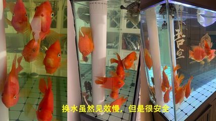 土霉素放魚缸多久換水（使用土霉素治療魚缸中的疾病時(shí)，換水的時(shí)間和頻率需要根據(jù)情況靈活調(diào)整） 魚缸百科 第5張