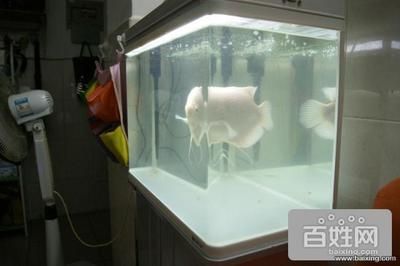 立體式魚缸（立體式魚缸怎么樣？） 魚缸百科 第2張