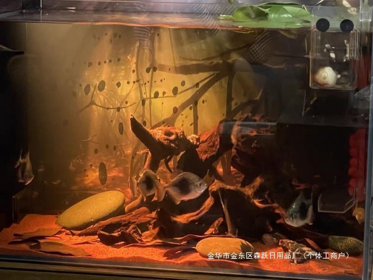 熱帶魚魚缸造景圖片大全不用底砂可以嗎（熱帶魚缸造景圖片大全不用底砂可以嗎） 魚缸百科 第1張