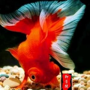 魚缸圖片頭像（如何選擇魚缸圖片作為頭像） 魚缸百科 第2張