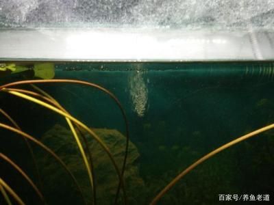 魚缸水好多氣泡怎么回事（魚缸水出現(xiàn)大量氣泡可能由多種原因引起以下原因及其解決辦法）