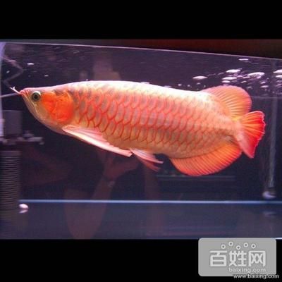 魚缸上門維修（昆明市魚缸上門維修服務(wù)公司及其服務(wù)內(nèi)容及服務(wù)內(nèi)容） 魚缸百科 第3張