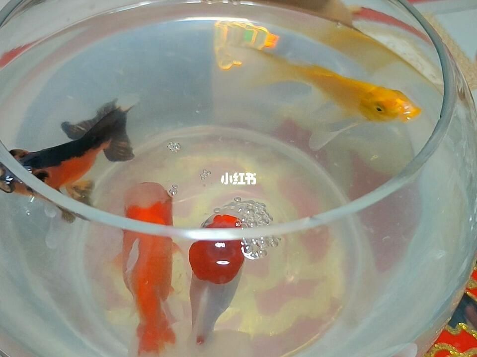 魚(yú)缸水怎么那么多泡泡（藥物對(duì)魚(yú)缸水的影響） 魚(yú)缸百科 第1張