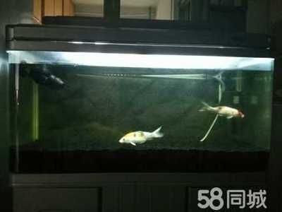 彩蝶魚缸廠家銷售電話地址（彩蝶魚缸廠家銷售電話） 魚缸百科 第2張