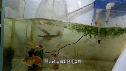 魚缸品質(zhì)的 代言（樂游水族箱和成都智拓水族品質(zhì)的代言）