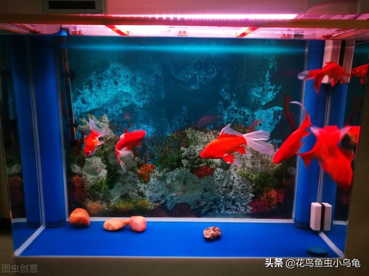 魚缸水變渾怎么辦（清理魚缸,定期清除魚缸底部的飼料殘渣和魚類排泄物） 魚缸百科 第2張