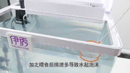 魚缸水很多泡沫怎么回事（魚缸水很多泡沫怎么辦） 魚缸百科 第2張