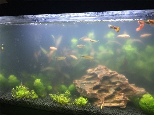 魚缸水為什么發(fā)白怎么辦（魚缸水發(fā)白怎么辦） 魚缸百科 第3張