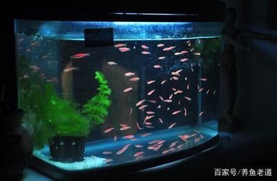 魚缸好壞區(qū)分是看過濾效果嗎（如何區(qū)分魚缸好壞） 魚缸百科 第5張