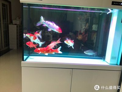 可麗愛魚缸為什么那么貴（可麗愛魚缸在生產(chǎn)過程中運(yùn)用了高精度生產(chǎn)工藝的生產(chǎn)工藝） 魚缸百科 第3張