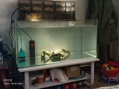 口碑最好的魚缸水泵（性價(jià)比高的魚缸水泵，打造清新水族世界的關(guān)鍵） 魚缸百科 第3張