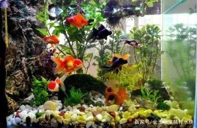 熱帶魚魚缸布置（熱帶魚缸布置） 魚缸百科 第4張